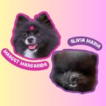 🌼 Margot & Olivia 🖤 - Spitz Alemão - @asirmas.lulu - Instagram