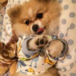 Filipe & Olívia Spitz - @filipespitz18 - Instagram