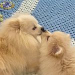 Oliver & Olivia Torres - @oliver.olivia.spitz - Instagram