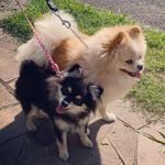 Oliver e Olívia (e agora, + Catarina) - @oliver_olivia_spitz - Instagram