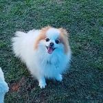 Olivia - @lulu_oliviaspitz - Instagram