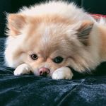 Olivia - @spitz.olivia - Instagram
