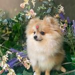 Olívia Spitz - @minha.spitz.olivia - Instagram