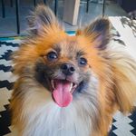 olivia_the_spitz - @olivia_the_spitz - Instagram