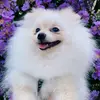 Olíviaspitz - @oliviaspitzz - TikTok