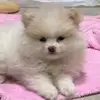 oliviaspitz_ - @oliviaspitz_ - TikTok