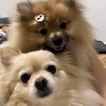 Olívia e Estella - boas meninas 🐶🐶 - @olivia.estella.spitz - Instagram
