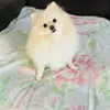 Spitz Olivia - @spitzolivia - TikTok