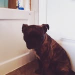 bellathebug• - @oliviastandish111 - Instagram
