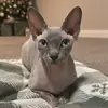 Bleu The Sphynx 🤍 - @oliviastevenson__ - TikTok
