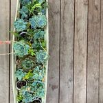 Olivia stiles - @succulents_liv - Instagram