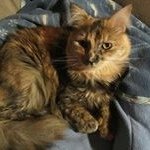 Olivia St John - @woofsnwhiskers - Instagram