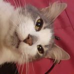 Olivia Strayer - Facebook
