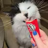 Olivia😋 - @olivia.sylvester - TikTok