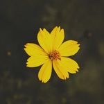 olivia tilley - @softballolivia2008 - Instagram