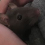Olivia Tilley-seeger - @olivia_the_rat - Instagram