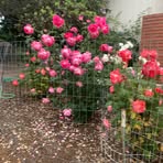 Olivia Tinoco - Facebook