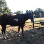 Olivia Tolbert - @ok_equine - Instagram