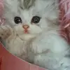 oliviatolbert5 - @oliviatolbert5 - TikTok