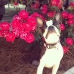 Olivia Toledo - @olivia_theboston - Instagram