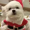 olivia toledo - @olivia.toledo71 - TikTok