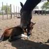 oliviaa.toledo_ - @olivia._.toledo - TikTok