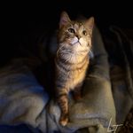 Olivia Tompkins - @pocketandparrot - Instagram