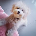 Olivia Toy 👑 - @oliviaminitoy - Instagram