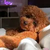 Toypoodle_Olivia - @toy_olivia - TikTok