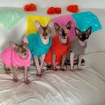 Frida, Kahlo, Olivia, Troy, Yoyita y Shiro - @sphynx_siblings_ - Instagram