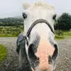 💖Troy🐴 - @olivia.troy - TikTok