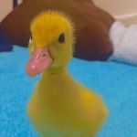 Olivia Campos Ureña 🦆 - @olivia_la_patita - Instagram