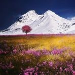 Olivia Florar De Utrera - Facebook