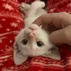 olivia - @olivia.ventresca - TikTok