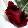oliviavidales - @oliviavidales - TikTok