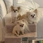 Viola Sole e Lapo 🐭 - @olivia_viola_lapo - Instagram
