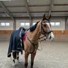 Olivia&Wein💕 - @o.k_showjumper - TikTok