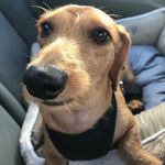 Olivia The Mini Weiner 🌭🎀 - @oliviatheminiweena - Instagram
