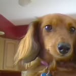 Olivia the Weiner - @_olivia_501 - Instagram