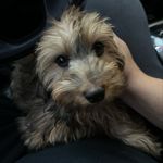 @olivia_the_weiner - Instagram