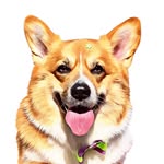 Olivia the Corgi - @oliviawelshcorgi - Instagram