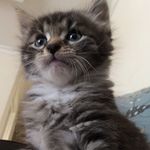 Olivia - @olivia.wesley_ - Instagram