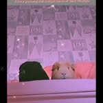 Olivia Westerman - @guineapig_loverxoxox - Instagram