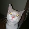 pet lover - @olivia.westerman2009 - TikTok