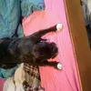 oliviawing - @oliviawing1234 - TikTok