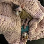 Olivia, Winston & Montana - @olivia_grace512 - Instagram