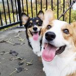 Olivia, Winston & Murphy - @three_loaves - Instagram