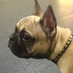 Winston & Olivia - @winston.and.olivia - Instagram