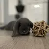 Oliviasworld - @oliviaword.arietenano - TikTok