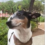 Olivia Ojopi Grinfeld 🐾 - @ollie_alioli - Instagram